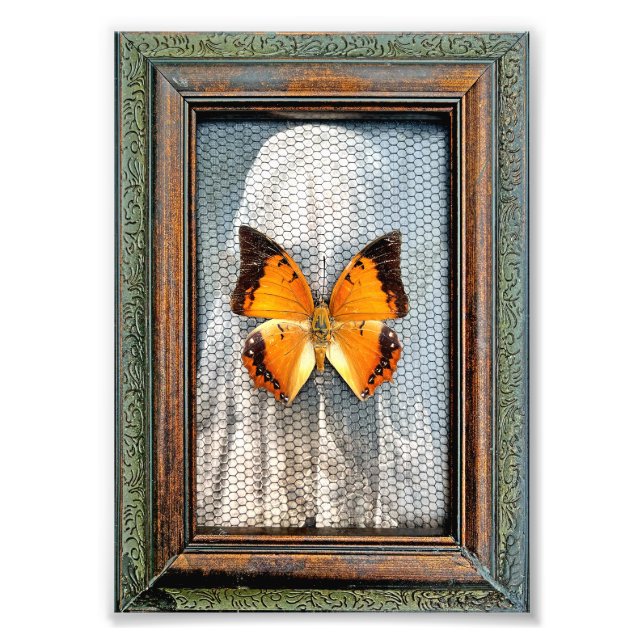 5" x 7" Black-Bordered Charaxes Butterfly Photo Print (Front)