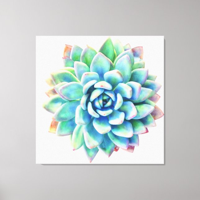 5ft x 5ft extra large succulent canvas print (Front)