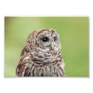 5x7 Barred Owl Portrait Photo Print