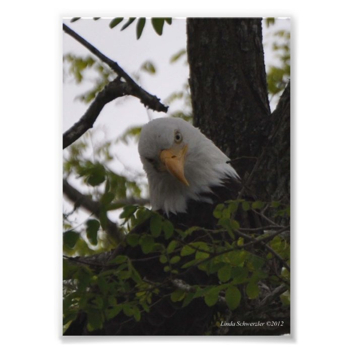 5X7 Eagle with an Attitude Photo Print