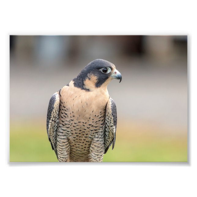 5x7 Peregrine Falcon Photo Print (Front)