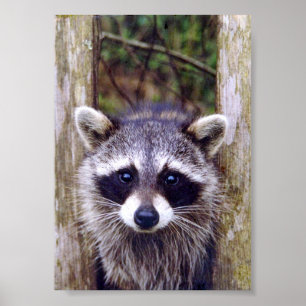 5x7 Poster Paper (Matte) of raccoon