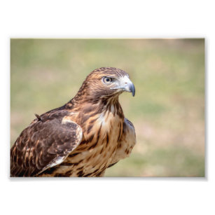 5x7 Red-Tailed Hawk Photo Print