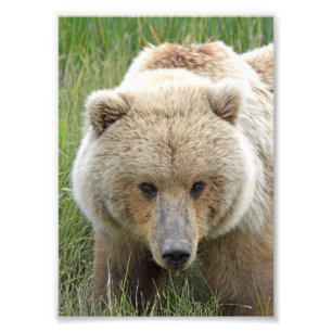 5x7 Satin photo of grizzly bear