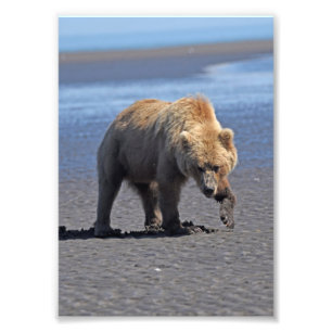 5x7 Satin photo of grizzly bear