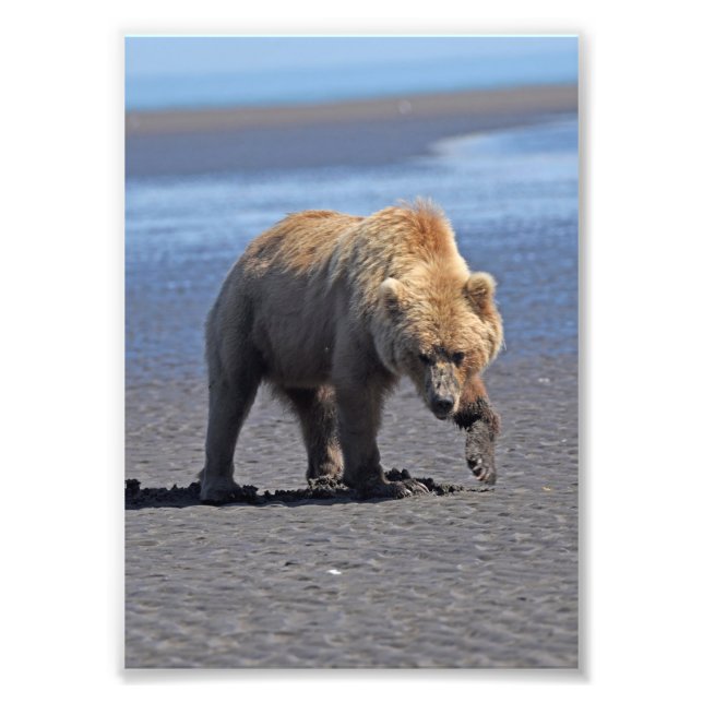 5x7 Satin photo of grizzly bear (Front)