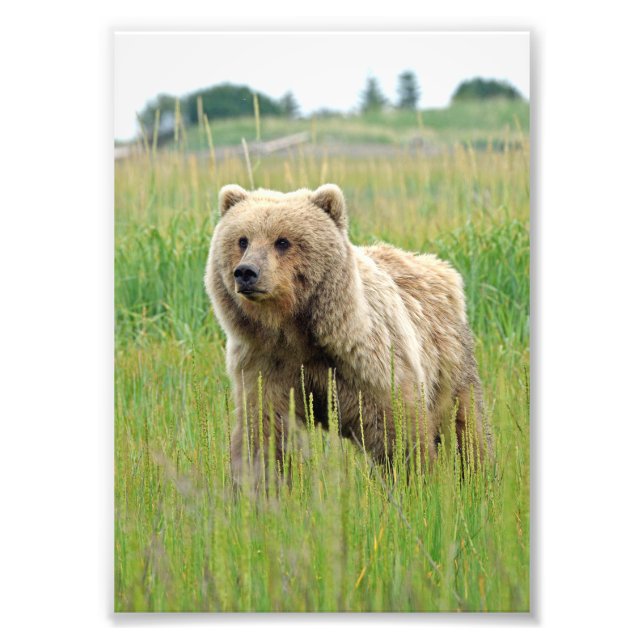 5x7 Satin photo of grizzly bear (Front)