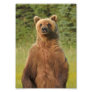 5x7 Satin photo of grizzly bear