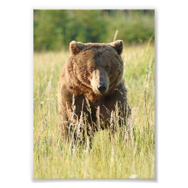 5x7 Satin photo of grizzly bear Print (Front)