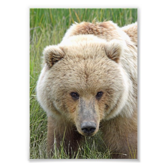 5x7 Satin photo of grizzly bear Print (Front)