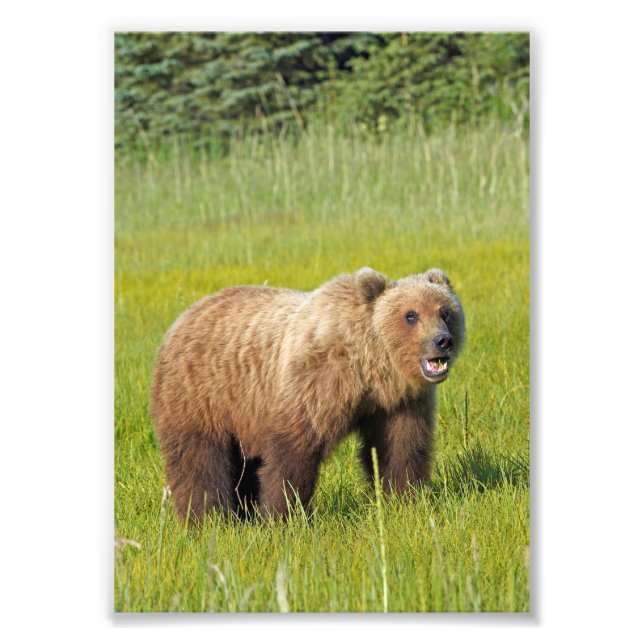 5x7 Satin photo of grizzly bear Print (Front)