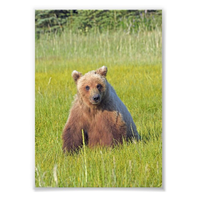 5x7 Satin photo of grizzly bear Print (Front)