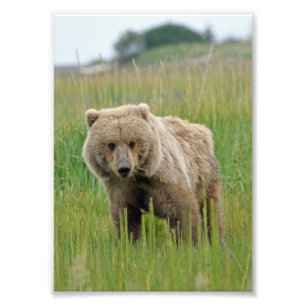 5x7 Satin photo of grizzly bear Print