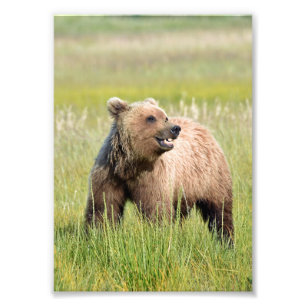 5x7 Satin photo of grizzly bear Print