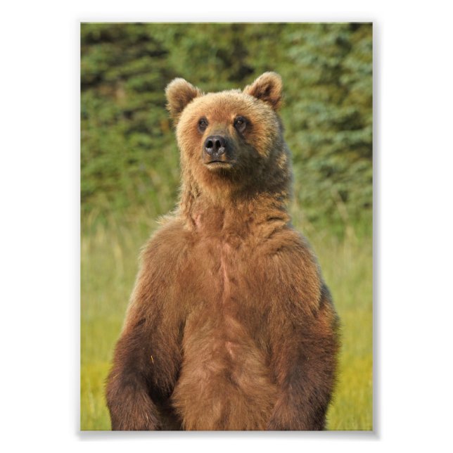 5x7 Satin photo of grizzly bear Print (Front)