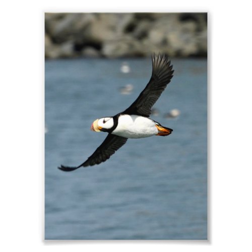 5x7 Satin photo of puffin