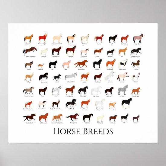 60 horse breeds chart