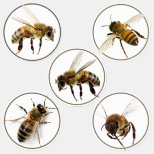 60 Waterproof Honey Jar Honeybee Bee Labels