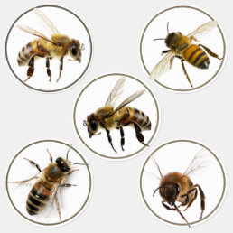 60 Waterproof Honey Jar Honeybee Labels 