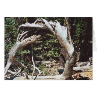 62. Wooden Arch, Tahoe, CA Cards