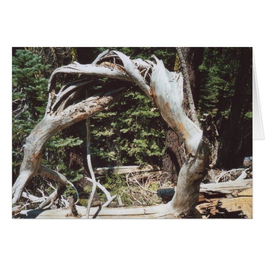 62. Wooden Arch, Tahoe, CA Cards (Front Horizontal)