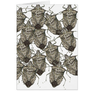 6-07-14 stink bugs rev.png cards