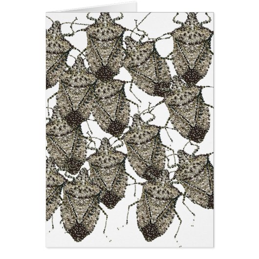 6-07-14 stink bugs rev.png cards (Front)