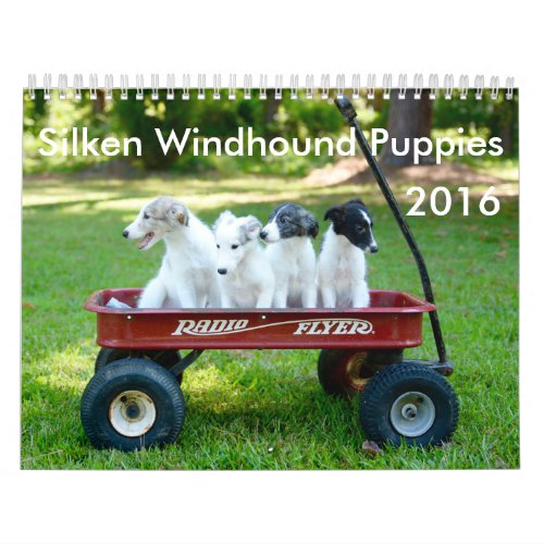 6 2016 Silken Windhound Puppies Calendar