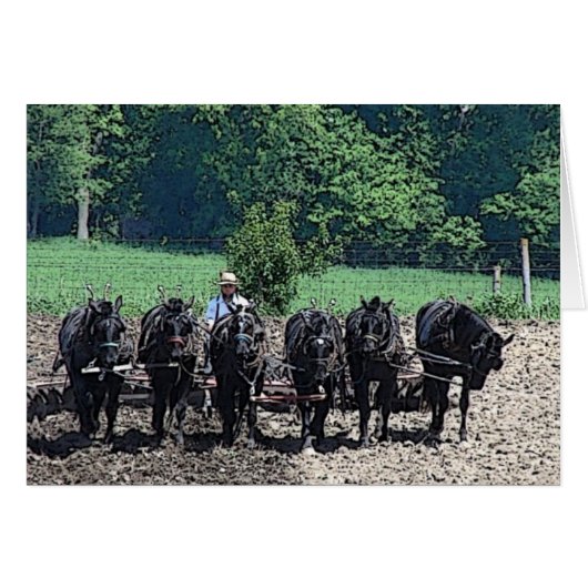 6 Beautiful Draft Horses at Work Cards (Front Horizontal)