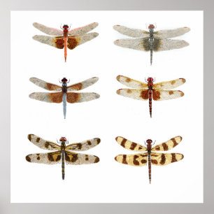6 Dragonfly Species Poster