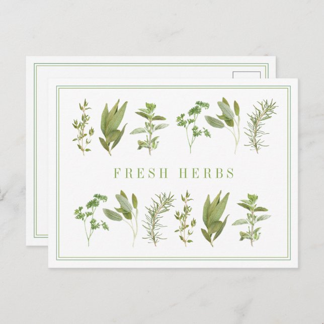 6 FRESH HERBS Postcard  (Front/Back)