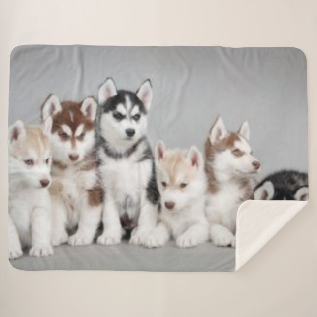 6 HUSKY PUPPIES SHERPA BLANKET (Front (Horizontal))