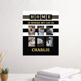 6 photos name animal lover cats black white