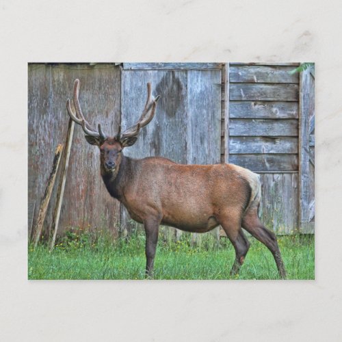 6 Point Bull Elk Photo Postcard