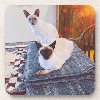 6 Siamese Hard Plastic coasters with cork back