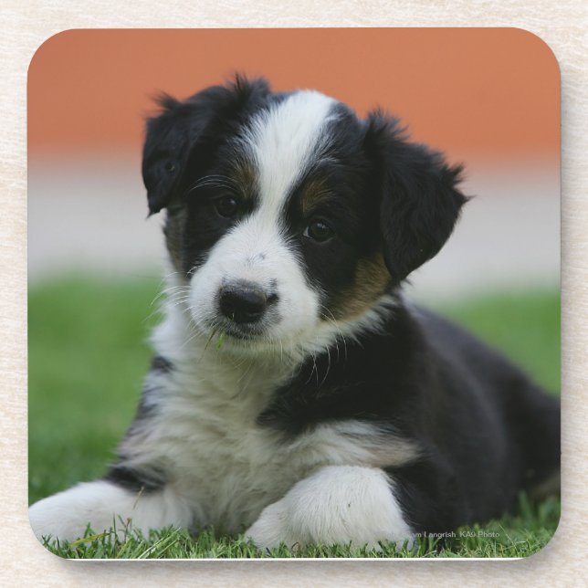 6 Week Old Border Collie Beverage Coaster (Front)
