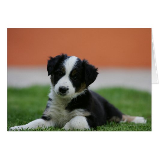 6 Week Old Border Collie Cards (Front Horizontal)