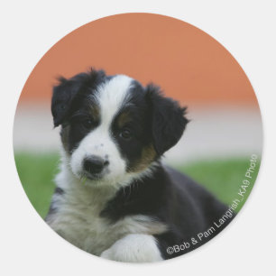 6 Week Old Border Collie Classic Round Sticker