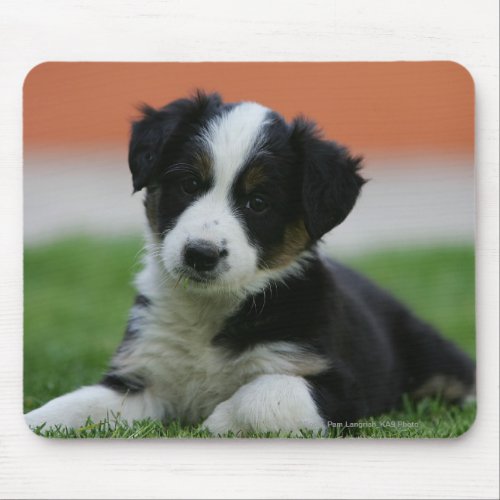 6 Week Old Border Collie Mouse Pad