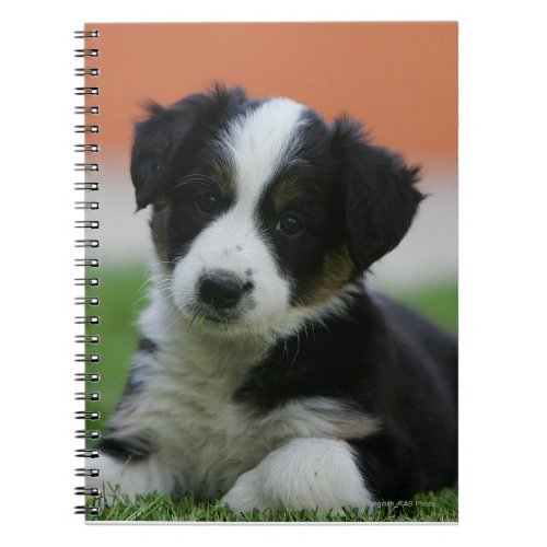 6 Week Old Border Collie Notebook