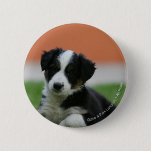 6 Week Old Border Collie Pinback Button