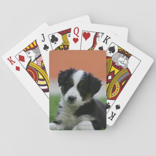 6 Week Old Border Collie Poker Cards