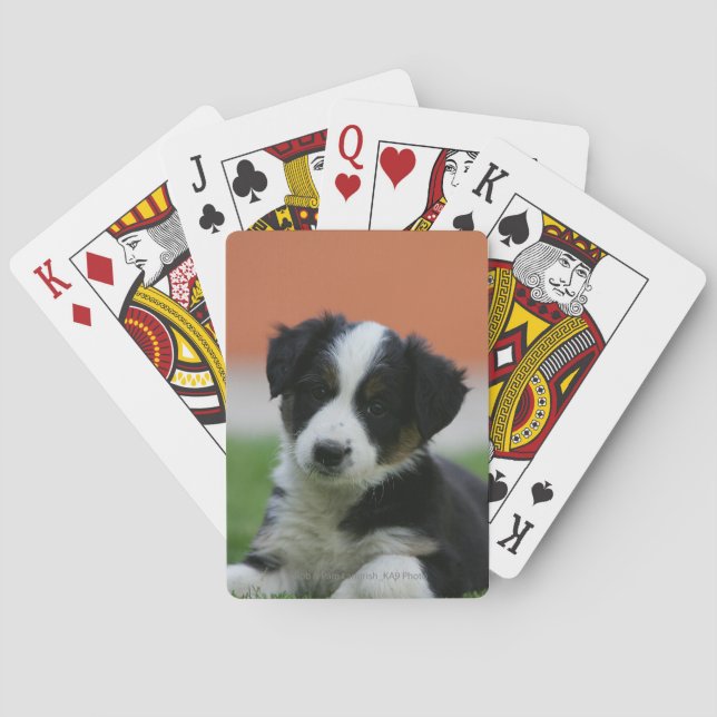6 Week Old Border Collie Poker Cards (Back)