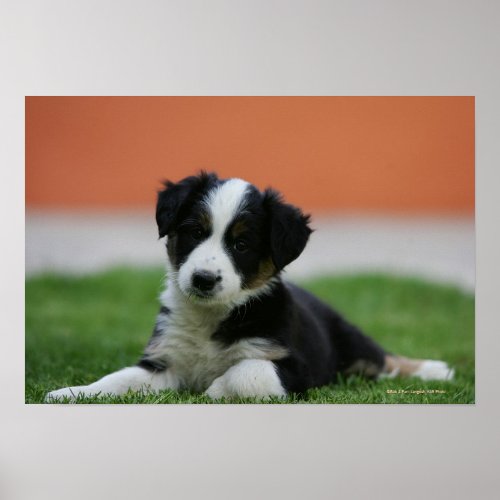 6 Week Old Border Collie Poster