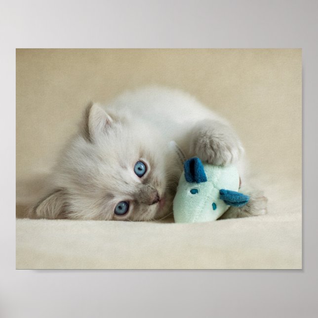 6 week old Ragdoll kitten Poster (Front)
