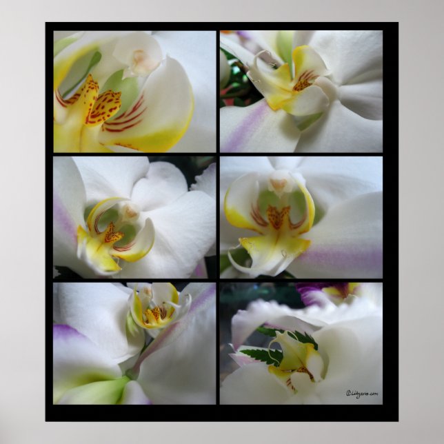 6 White Orchids Phalaenopsis Poster Prints (Front)