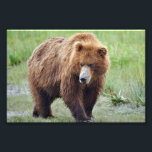 6" x 4", Kodak Professional Photo Paper (Satin)<br><div class="desc">6" x 4",  Kodak Professional Photo Paper (Satin) of grizzly bear  Created by bearsandmore</div>