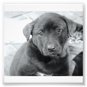 6" x 4", Kodak Professional Photo Paper (Satin) Print