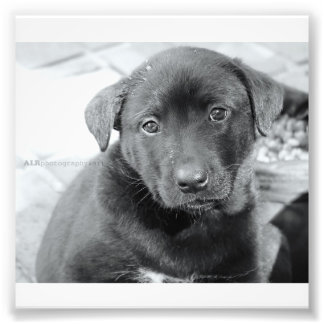 6" x 4", Kodak Professional Photo Paper (Satin) Print