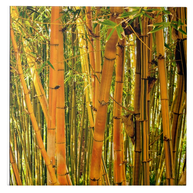 6 X 6 Bamboo Ceramic Art Tile (Front)